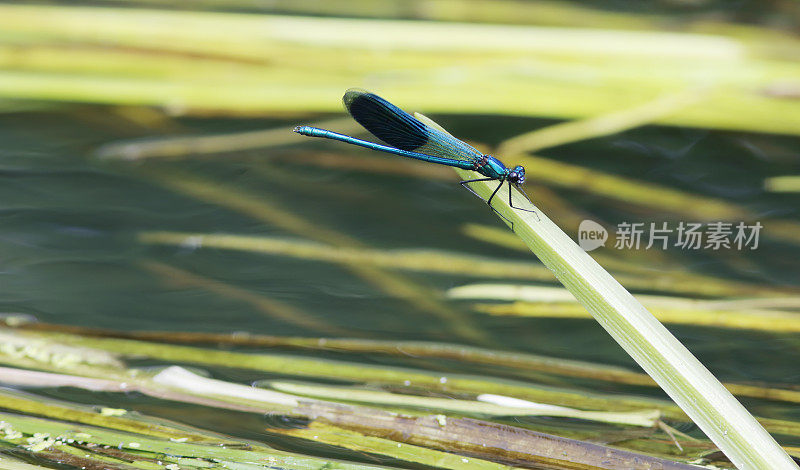 带状Demoiselle (Calopteryx splendens)雄性